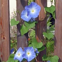 Morning Glory Heavenly Blue (Ipomoea Tricolor) seeds