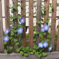 Morning Glory Heavenly Blue (Ipomoea Tricolor) seeds