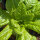 Lettuce Kasseler Strünkchen (Lactuca sativa) seeds