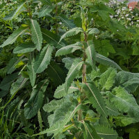 Wild Opium Lettuce (Lactuca virosa) seeds