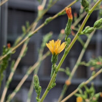 Wild Opium Lettuce (Lactuca virosa) seeds