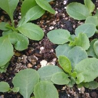 Wild Opium Lettuce (Lactuca virosa) seeds