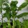 Celtuce (Lactuca sativa var. angustana) seeds