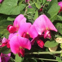 Sweet Pea (Lathyrus odoratus) seeds