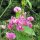 Sweet Pea (Lathyrus odoratus) seeds