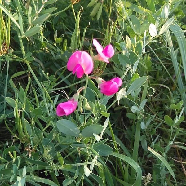 Earthnut Pea (Lathyrus tuberosus) seeds