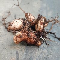 Earthnut Pea (Lathyrus tuberosus) seeds
