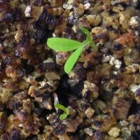 Earthnut Pea (Lathyrus tuberosus) seeds