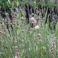 Lavender (Lavandula angustifolia) seeds