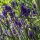 Lavender (Lavandula angustifolia) seeds