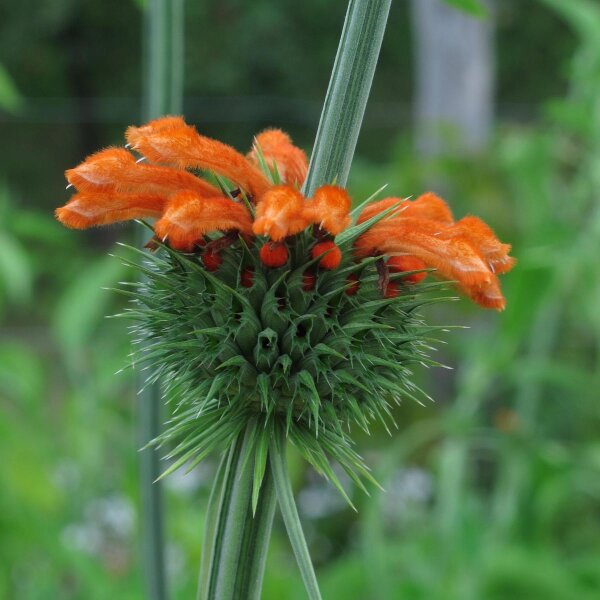 Lions tail (Leonotis leonurus) seeds