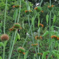 Lions tail (Leonotis leonurus) seeds