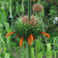 Lions tail (Leonotis leonurus) seeds