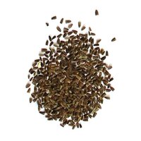 Motherwort (Leonurus cardiaca) seeds