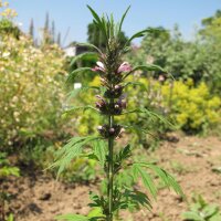 Siberian Motherwort / Marihuanilla (Leonurus sibiricus)...