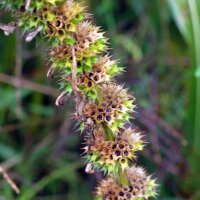 Siberian Motherwort / Marihuanilla (Leonurus sibiricus) seeds