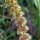 Siberian Motherwort / Marihuanilla (Leonurus sibiricus) seeds