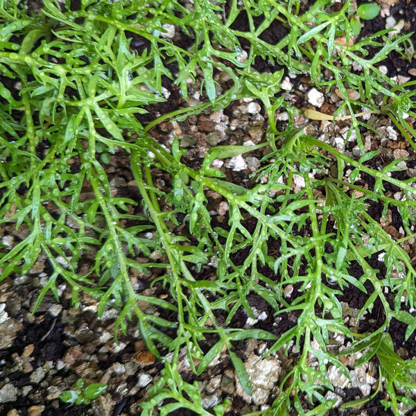 thumbnail interactive-video image 1 of 50 JIAOGULAN Seeds (Gynostemma Pentaphthalum) - 'Magic' Herb Seeds From Spain 1 of 3