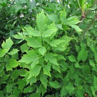 Lovage (Levisticum officinale) seeds