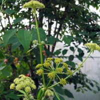 Lovage (Levisticum officinale) seeds