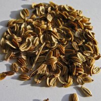 Lovage (Levisticum officinale) seeds