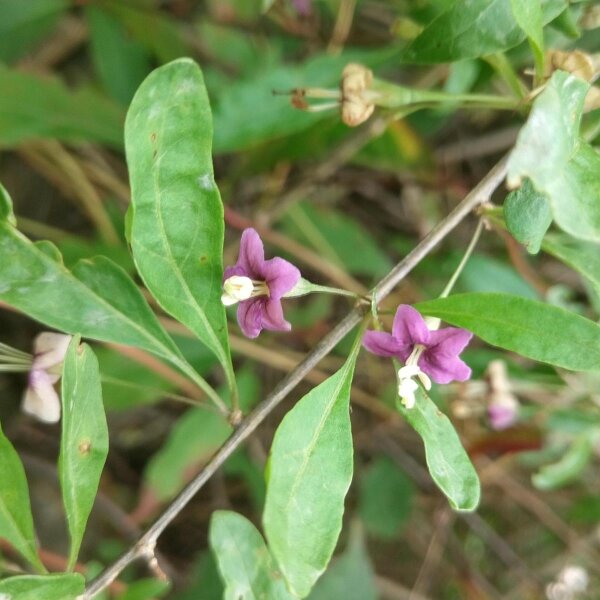 Boxthorn / Goji Berry (Lycium barbarum) seeds