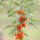 Boxthorn / Goji Berry (Lycium barbarum) seeds