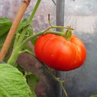 Beefsteak Tomato Marmande (Solanum lycopersicum)