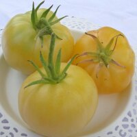 Tomato Beauté Blanche (Solanum lycopersicum)...