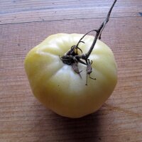 Tomato Beauté Blanche (Solanum lycopersicum) organic