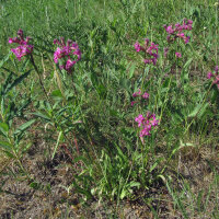 Sticky catchfly (Silene viscaria) seeds