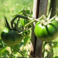 Tomato Black Krim (Solanum lycopersicum) seeds