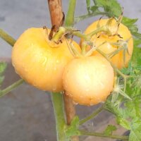Peach tomato Peche Jaune (Solanum lycopersicum) organic...