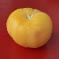 Peach tomato Peche Jaune (Solanum lycopersicum) organic...