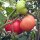 Tomato Rose de Berne (Solanum lycopersicum) seeds