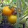 Yellow Tomato Goldene Königin (Solanum lycopersicum) seeds