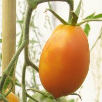 Tomato Orange Banana (Solanum lycopersicum) organic seeds