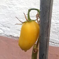 Tomato Orange Banana (Solanum lycopersicum) organic seeds