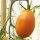 Tomato Orange Banana (Solanum lycopersicum) organic seeds
