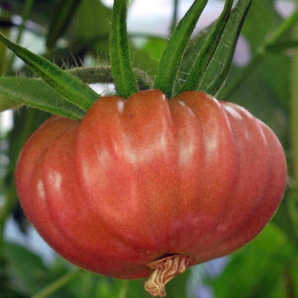 Tomato Brandywine Pink (Solanum lycopersicum)