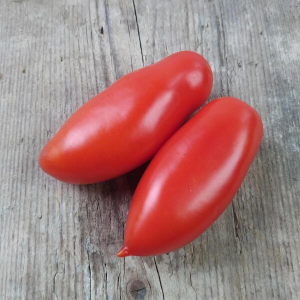 Tomato San Marzano (Solanum lycopersicum) seeds
