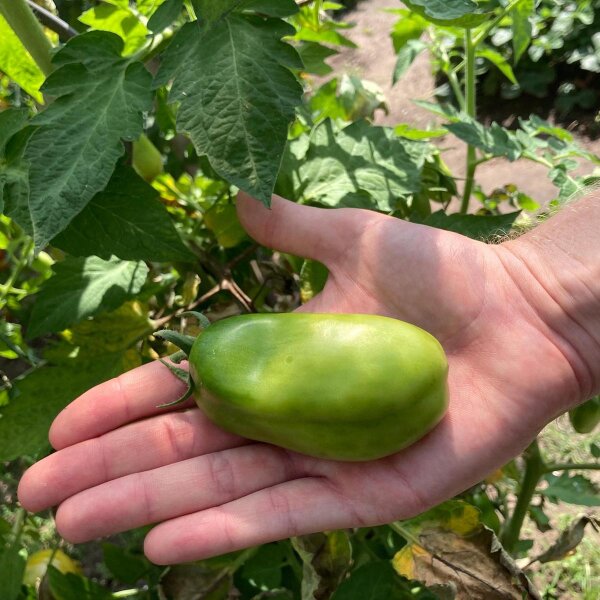 thumbnail image 2 of San Marzano Tomato Seeds - 66 Non-GMO Heirloom Seeds 2 of 10