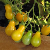 Tomato Yellow Pear (Solanum lycopersicum) organic