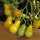 Tomato Yellow Pear (Solanum lycopersicum) organic seeds