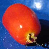 Roma Tomato (Solanum lycopersicum)