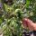 Pineapple Tomato (Solanum lycopersicum) organic seeds