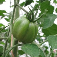 Italian Oxheart Tomato Cuore di Bue (Solanum...