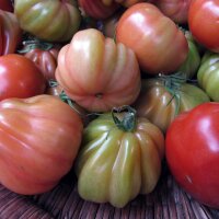 Italian Oxheart Tomato Cuore di Bue (Solanum lycopersicum)