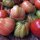 Italian Oxheart Tomato Cuore di Bue (Solanum lycopersicum) seeds