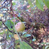 Crabapple (Malus sylvestris) seeds